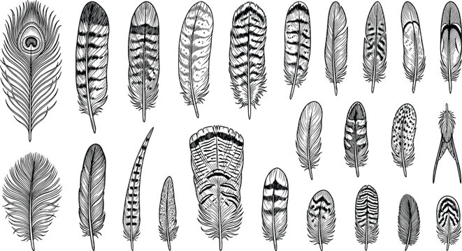 Vintage Hand Drawn Bird Feathers Sketch Vector Collection Featuring Detailed Peacock Owl Eagle and Turkey Plumage Elements for Boho Tattoo Graphic Designs