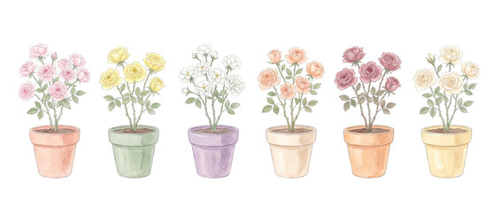 Fototapeta premium Potted rose bush watercolor illustration set with colorful flowers in pots on black background, botanical clipart collection featuring pastel pink yellow white rose plants for gardening design.