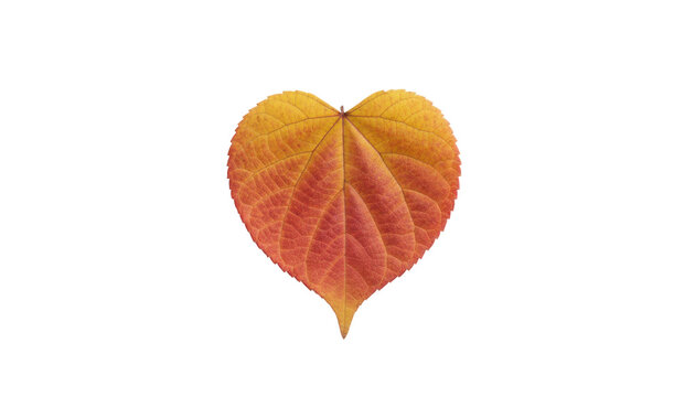 Autumn leaf close-up, heart-shaped orange and red foliage texture. Single fall leaf detail for seasonal design isolated PNG with Transparent Background