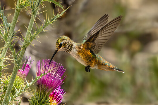 Rufous Hummingbird (Selasphorus rufus) Photo in Flight, Feeding on a Arizona Thistle (Cirsium arizonicum) Bloom, Over a Transparent, Isolated PNG Background