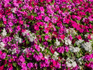 Obraz premium Multi-exhibition flower beds with flowers by Balsam Waller. Natural floral background.