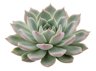 Fototapeta premium Echeveria succulent with soft mint green leaves and delicate pink tips