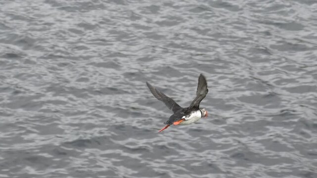 Atlantic Puffin Flying Past Camera Over Open Sea in Iceland - Wildlife Footage