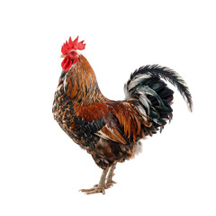 rooster bird in PNG image isolated on transparent background. © png image