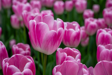 Obraz premium Keukenhof is a large park with immense tulip gardens, located between the towns of Lisse and Hillegom. The flowers of Holland (the Netherlands) are tulips, daffodils, and hyacinths.