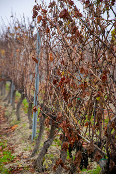 Row of dry grapevines in winter The Concept of agricultural dormancy