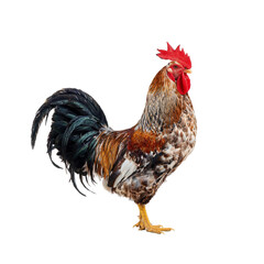 rooster bird in PNG image isolated on transparent background. © png image