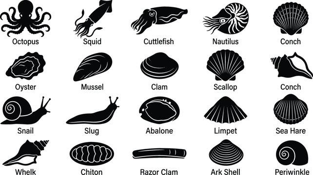 Mollusk Species Black Silhouette Icon Set with Labels for Marine Biology Education Projects Seafood Restaurant Menus and Ocean Wildlife Vector Designs