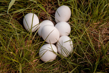 Chicken eggs harvested in chicken coop on grass in the backyard © TSViPhoto