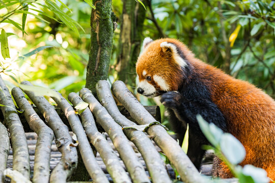 Red panda close-up looking at camera in tree, red panda portrait in Chengdu, China