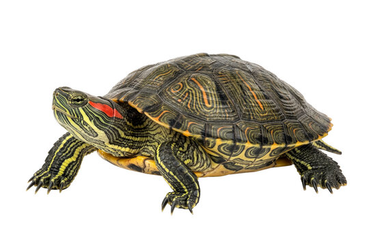 Vibrant Red Eared Slider Turtle Profile View
