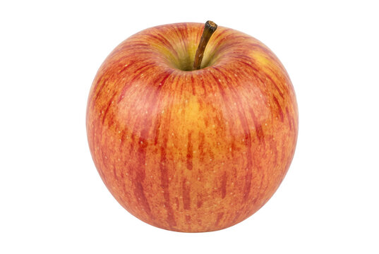 Fresh red and yellow striped gala apple with a stem