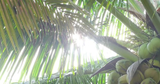 Bright sunlight shining through coconut palm leaves with fresh green coconuts hanging on the tree. tropical agriculture, coconut plantation, organic farming, summer, travel, natural outdoor concepts