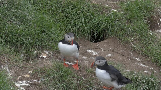 Two Atlantic Puffins Standing Together Near Burrow on Icelandic Cliffside