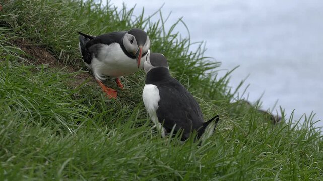 Atlantic Puffins Courting and Billing Together on Icelandic Coastal Cliffside