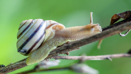 snail on a leaf © lazalnik