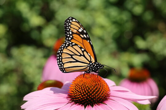 Side profile of a Monarch butterfly (Danaus plexippus) feeding on a Purple Coneflower (Echinacea purpurea) in a summer garden.