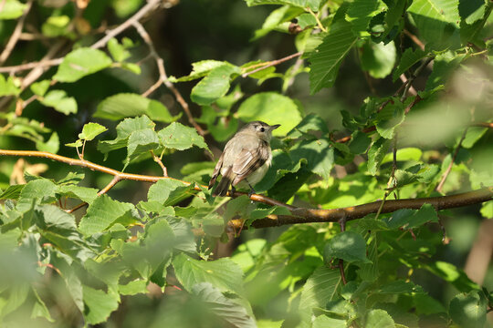 Rear view of an Eastern Wood-Pewee resting on a tree branch amid dense green foliage in a deciduous woodland during a sunny summer day.