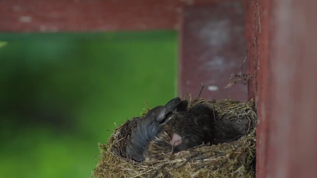 A young blackbird chick preens beneath one wing while resting in a nest. A second chick is partly visible beside it against a blurred green background.