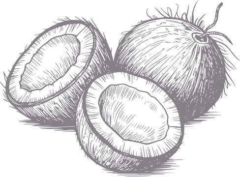 Dibujo a mano de cocos enteros y partidos por la mitad aislados sobre fondo blanco para proyectos de comida tropical