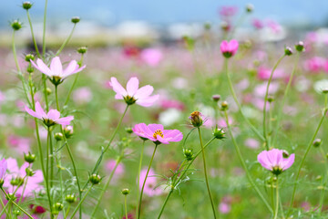Fototapeta premium Pretty Pink Cosmos Flowers Blooming in Garden Field Under Autumn Sky with Copy Space
