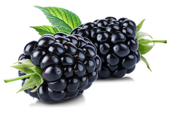 Pair of juicy ripe blackberries with leaves isolated on transparent background.