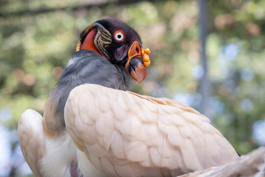 King Vulture