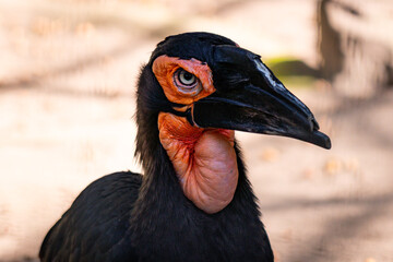 Southern Ground Hornbill © Lucas
