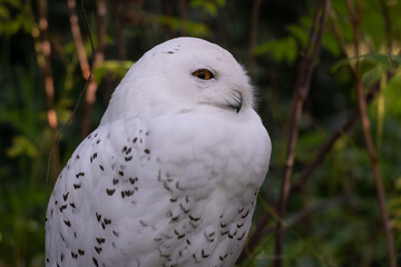 Fototapeta premium Snowy Owl