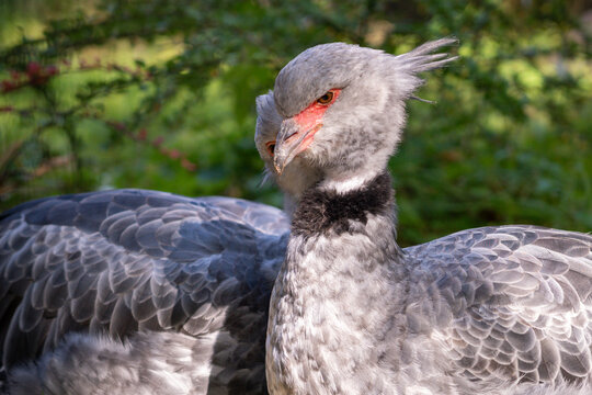 Southern Screamer