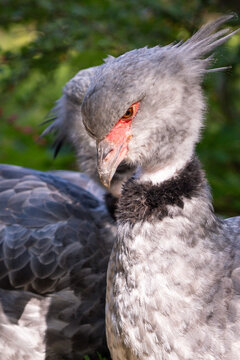 Southern Screamer