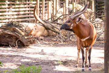 Bongo © Lucas