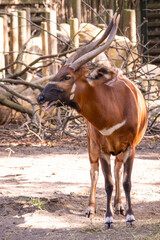 Bongo © Lucas