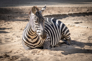 Grant´s Zebra © Lucas