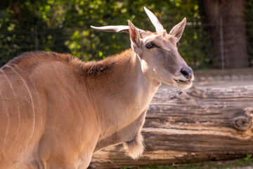 Eland © Lucas