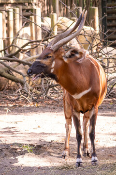 Bongo