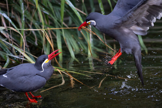 Inca Tern
