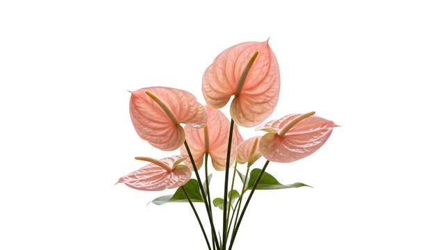 Pink anthurium
