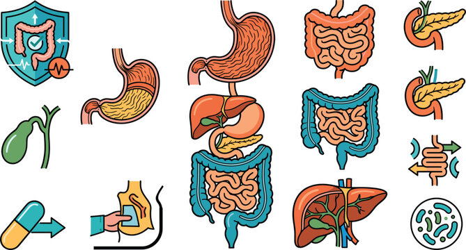 Human digestive system anatomy vector icons set featuring internal organs and medical concepts