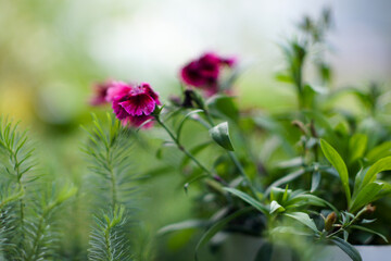 Obraz premium Beautiful indoor flower close up with soft blurred bokeh background