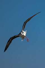 Fototapeta premium Pied Avocet (Recurvirostra avosetta) at Klamath Basin National Wildlife Refuge, OR