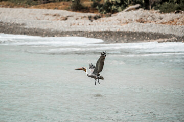 Naklejka premium Heron flying low over turquoise shallow coastal water near pebbled shoreline in calm daylight