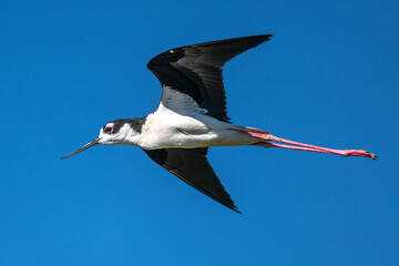 Obraz premium Pied Avocet (Recurvirostra avosetta) at Klamath Basin National Wildlife Refuge, OR