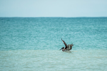 Naklejka premium Brown pelican floating in shallow turquoise ocean waters near a calm horizon with gentle ripples and clear sky