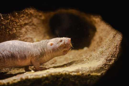 Close-up of a naked mole rat in its natural burrow, showing its wrinkled skin and whiskers in a dimly lit tunnel.