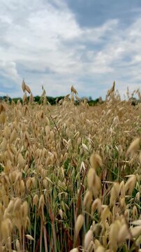 Wide landscape footage of a golden ripe oat field gently swaying in the breeze under a cloudy summer sky with distant green trees in the background.
