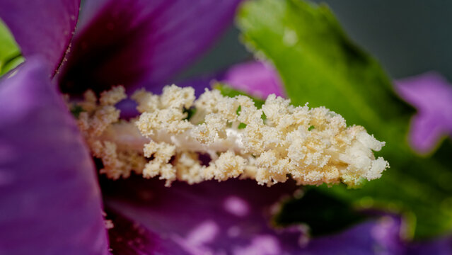 Macro de pistil et d'&eacute;tamines de fleur d'hibiscus