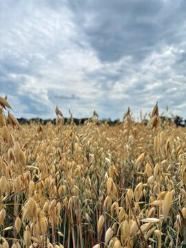 Golden Oat Field Close Up under Cloudy Sky