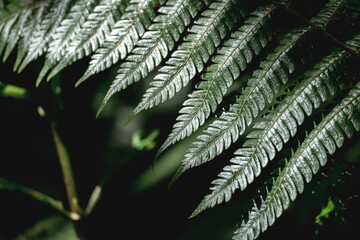 Close-up of green fern fronds showing detailed pinnate leaflets and textured veins with moody low-key lighting © PIC by Femke