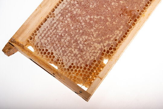 Fresh Honey in Natural Honeycomb on Wooden Beehive Frame